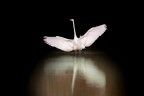 L'eleganza dell' Airone bianco L'eleganza dell' Airone bianco