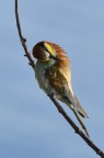 Canon EOS 6D, Tamron 150-600mm G2,  1/1250 f/10 ISO800 treppiede, ritaglio compositivo