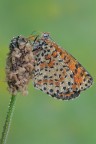 Melitaea didyma Melitaea didyma