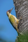 Picchio verde Picchio verde