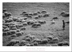 al pascolo al pascolo