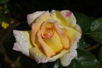 Fiore rosa gialla con gocce di pioggia...