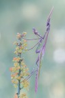 Empusa pennata Empusa pennata