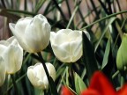 Tulipani Tulipani