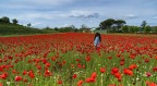 La bambina ed i papaveri.. La bambina ed i papaveri..