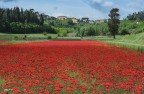 Un campo di rosso, circondato dal verde.. Un campo di rosso, circondato dal verde..