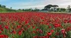 Un fiume rosso... Un fiume rosso...