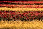 Intercalazione di papaveri e grano Intercalazione di papaveri e grano