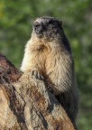 La marmotta La marmotta