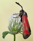 Zygaena purpuralis Zygaena purpuralis