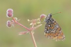Melitaea phoebe Melitaea phoebe