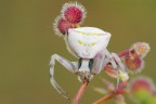 Thomisus onustus