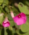 Fiore Fiore