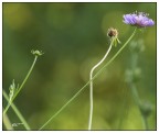 Fiori di campo..