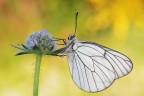 Aporia crataegi Aporia crataegi