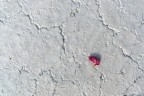 Punto rosa