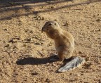 Xero del Capo (Xerus inauris), ripreso mentre mangia e non in posizione di allerta