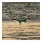 Gabbianelle Gabbianelle