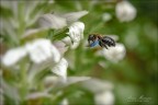 In volo
