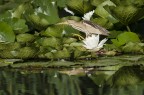 Un tarabusino a pesca tra le ninfee