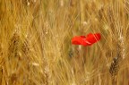 Papavero e grano Papavero e grano
