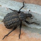 corazziere corazziere