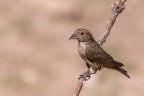 Crociere (Loxia curvirostra) Crociere (Loxia curvirostra)