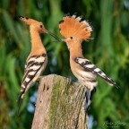 a lezione da mamma a lezione da mamma