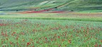 I colori della fioritura di Castelluccio.. I colori della fioritura di Castelluccio..
