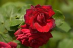 La rossa La rossa