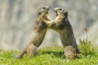Due marmotte si affrontano