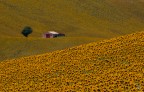 Girasoli a Corridonia Girasoli a Corridonia