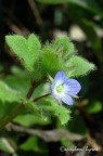 Il fiore  di circa mezzo cm e viene considerata un "erbaccia" in giardino...


Commenti critiche e suggerimenti sempre ben accetti!