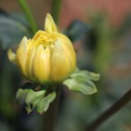 gestazione gestazione