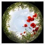 Come una formica Come una formica