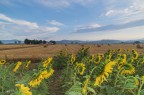 Girasoli &amp; Rotballe...