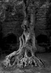 Albero d'ulivo situato all'entrata delle mura della citt vecchia. Saggio e silente osservatore.