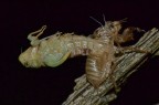 Muta di cicala Muta di cicala