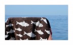Voglia di mare