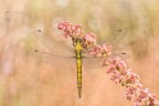 Orthetrum cancellatum (linnaeus 1758) Orthetrum cancellatum (linnaeus 1758)