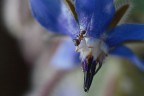 Una formica nel blu Una formica nel blu