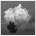 liberi di volare.. liberi di volare..