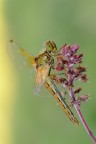 Libellula