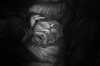 Dall'oscurit