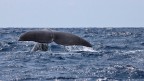 Durante il mio viaggio alle Isole Azzorre di quest'anno ho avuto l'opportunit di poter passare qualche ora su un gommone ad avvistare le balene.
Ho avuto la fortuna di incontrarne un paio e questo  uno degli scatti che ho portato a casa.
Scattata a 300mm, f/8, ISO 100

Critiche e commenti sempre ben accetti :)