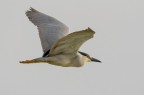 Nitticora in volo Nitticora in volo