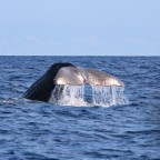 || Apnea || || Apnea ||