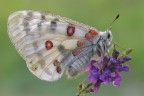 Parnassius apollo