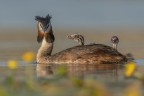 Fine giugno, la natura ci offre dei momenti straordinari,  il periodo che i piccoli vengono portati sul dorso dalla madre ,insegnando loro la "vita da Svasso"