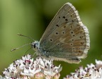 Plebejus argus Plebejus argus